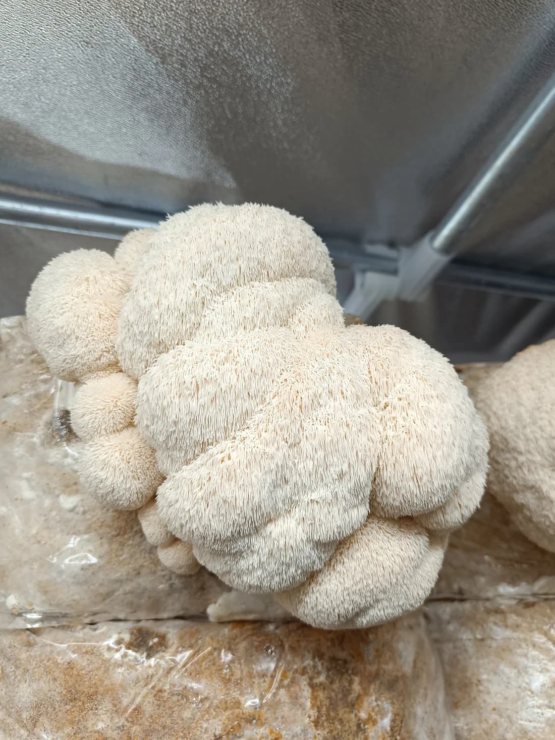 Lion's Mane cultivation